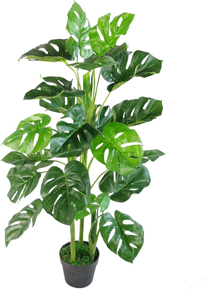 Monstera Albo Variegated Seeds – Rare Tropical Houseplant for Planting - Image 3