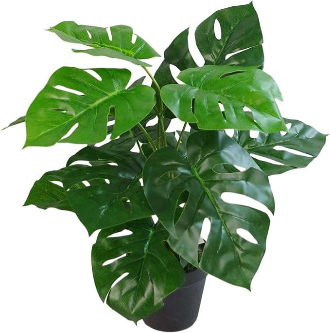 Monstera Albo Variegated Seeds – Rare Tropical Houseplant for Planting - Image 4
