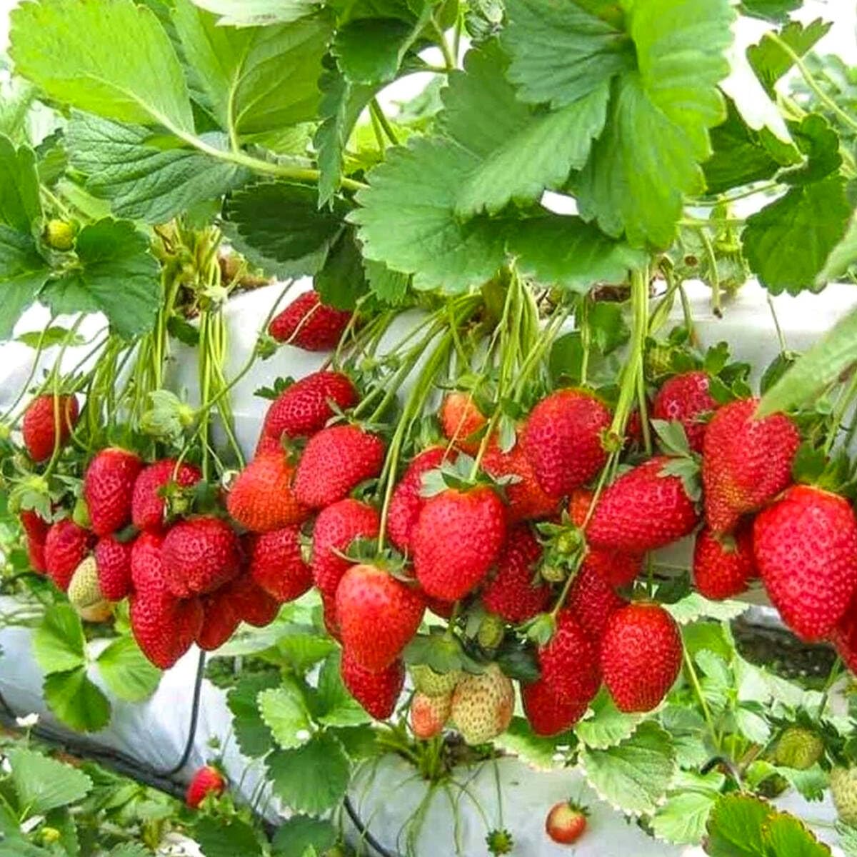 Monterey Strawberry Seeds for Planting – Everbearing, Sweet & High-Yield Berries