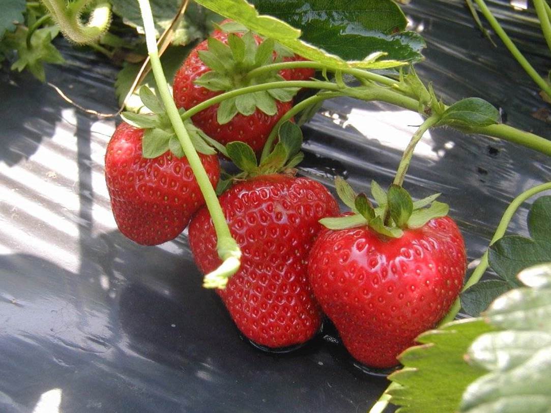 Monterey Strawberry Seeds for Planting – Everbearing, Sweet & High-Yield Berries - Image 4