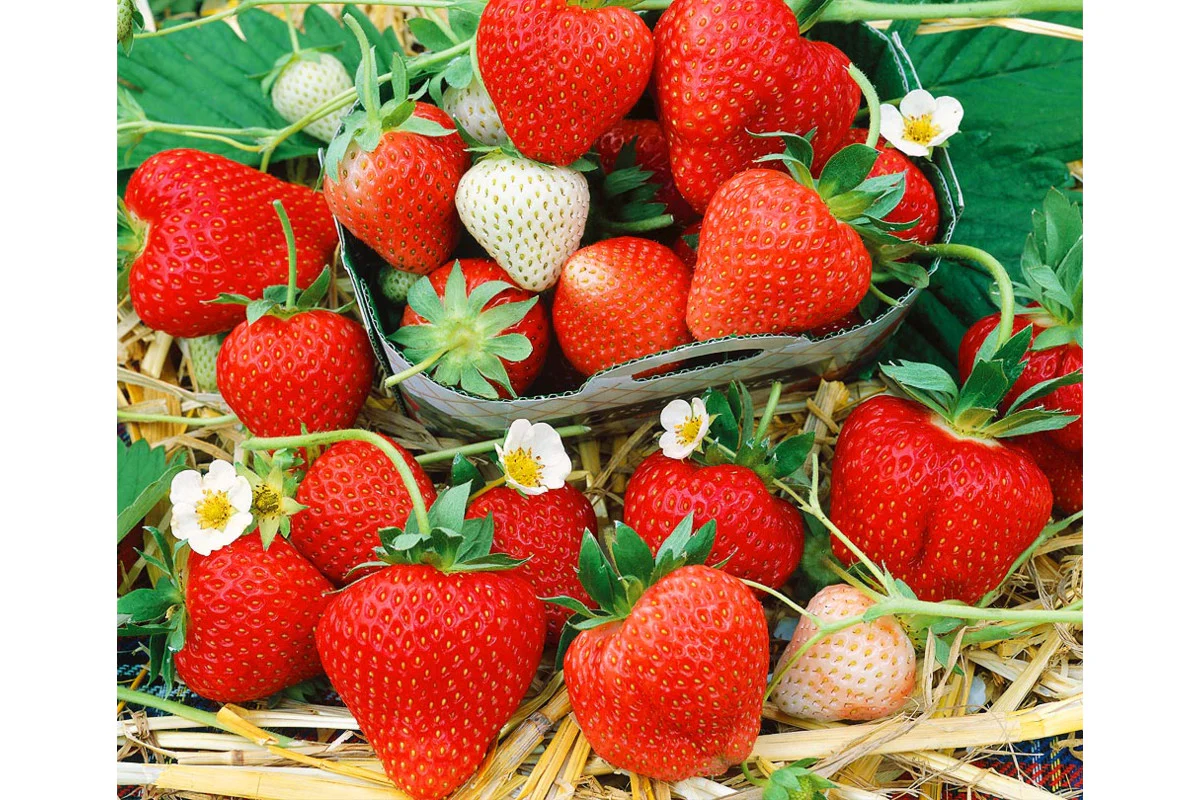 Monterey Strawberry Seeds for Planting – Everbearing, Sweet & High-Yield Berries - Image 5