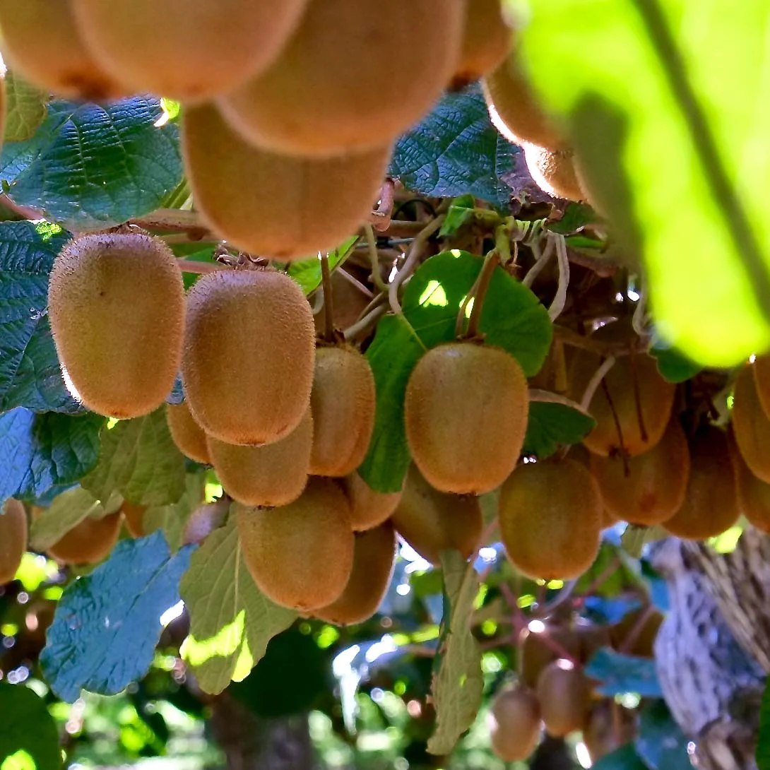 Monty Kiwi Seeds for Planting – Grow Flavorful & Hardy Kiwi Fruits