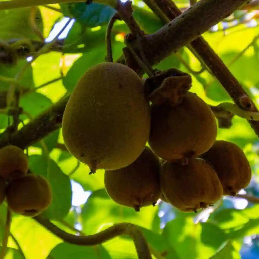 Monty Kiwi Seeds for Planting – Grow Flavorful & Hardy Kiwi Fruits - Image 2