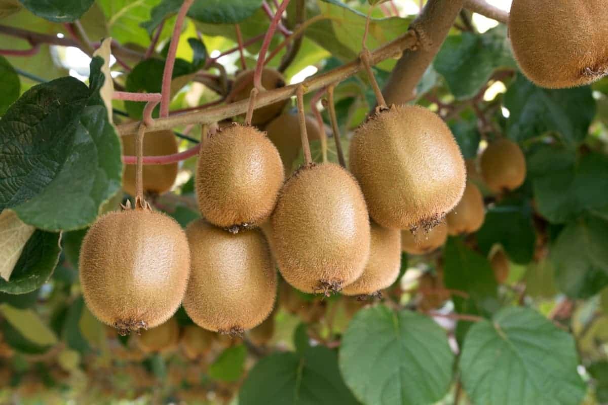Monty Kiwi Seeds for Planting – Grow Flavorful & Hardy Kiwi Fruits - Image 3