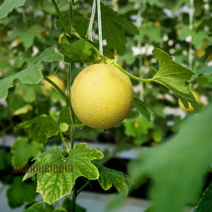 Monumental Vines Cultivating Giant Long Muskmelon Fruit Seeds, Embark on a Gardening Odyssey, Muskmelon Seeds