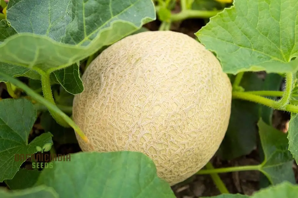 Monumental Vines Cultivating Giant Long Muskmelon Fruit Seeds, Embark on a Gardening Odyssey, Muskmelon Seeds - Image 3