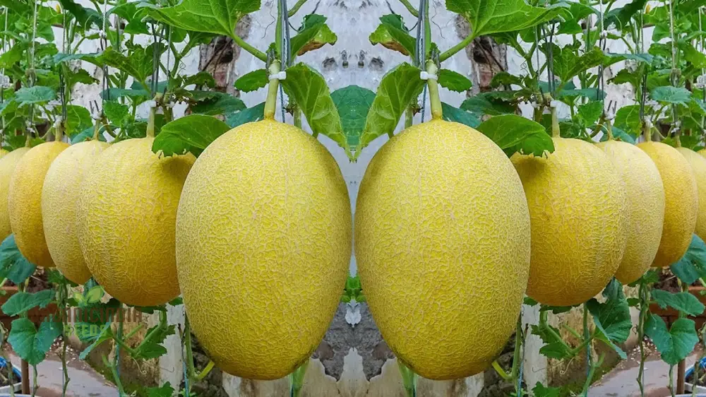 Monumental Vines Cultivating Giant Long Muskmelon Fruit Seeds, Embark on a Gardening Odyssey, Muskmelon Seeds - Image 4