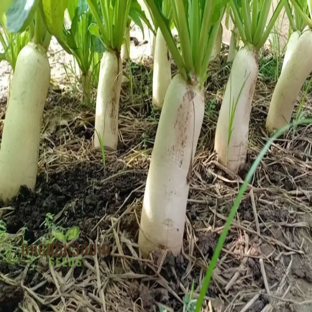 Mooli Minowase Radish Seeds - Crisp and Mild Radishes for Fresh Salads and Pickling