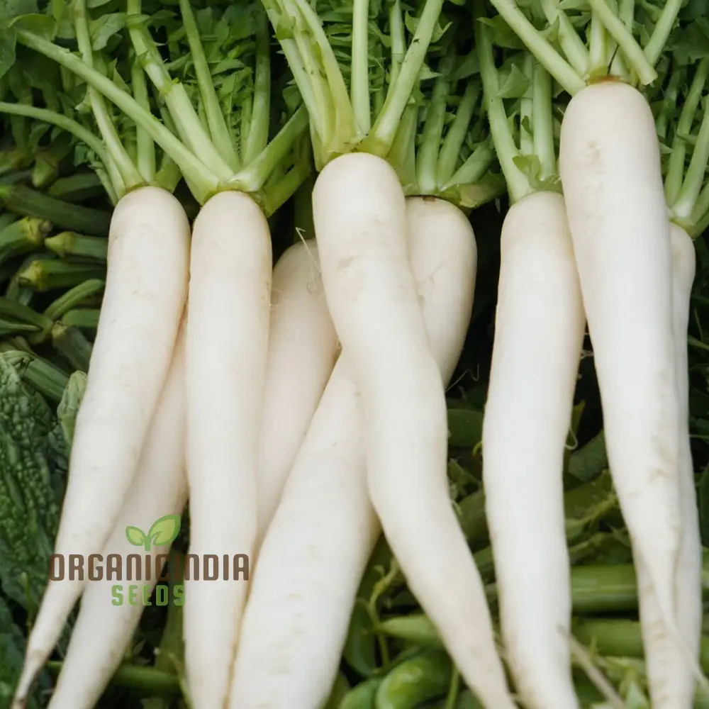 Mooli Minowase Radish Seeds - Crisp and Mild Radishes for Fresh Salads and Pickling - Image 3