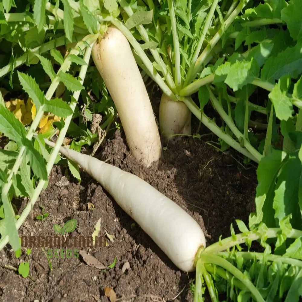 Mooli Minowase Radish Seeds - Crisp and Mild Radishes for Fresh Salads and Pickling - Image 4
