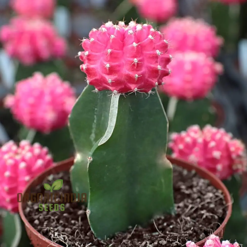 Moon Cactus Succulent Seeds for Planting, Premium Seeds for Unique Cacti Gardens