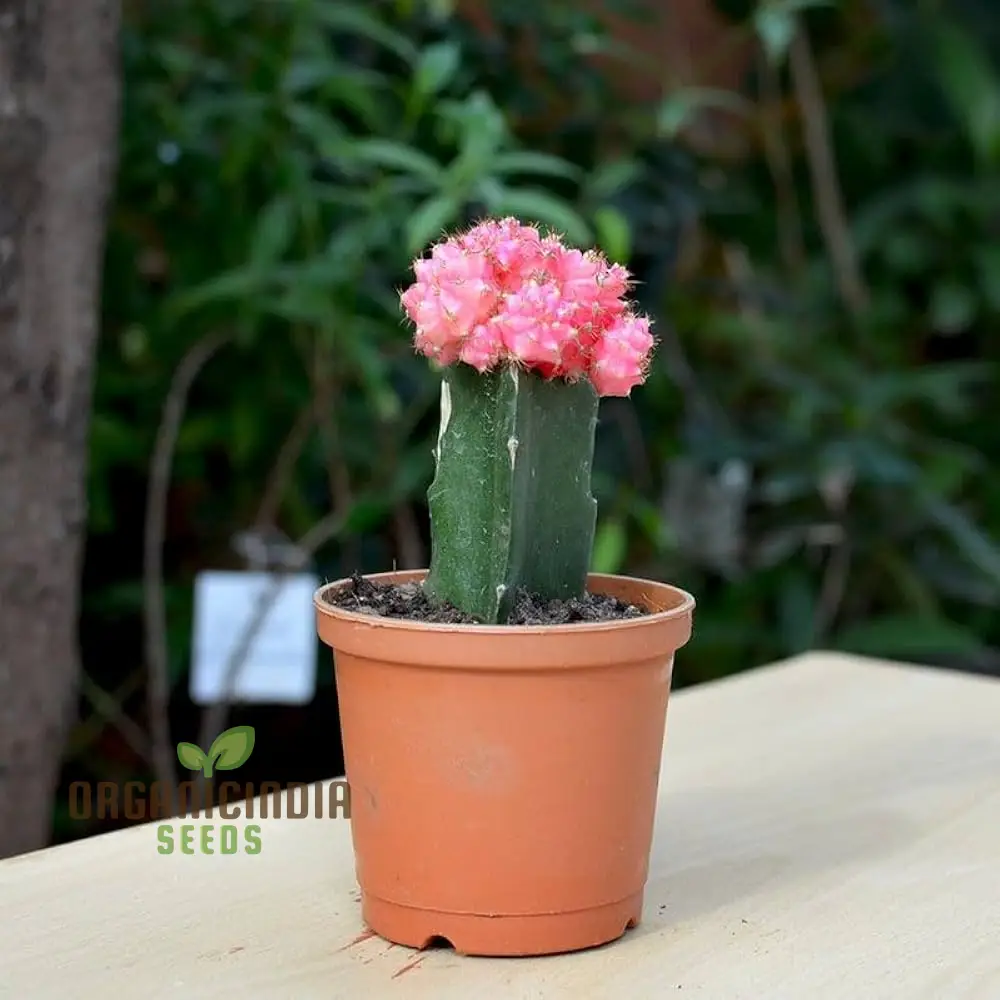 Moon Cactus Succulent Seeds for Planting, Premium Seeds for Unique Cacti Gardens - Image 3