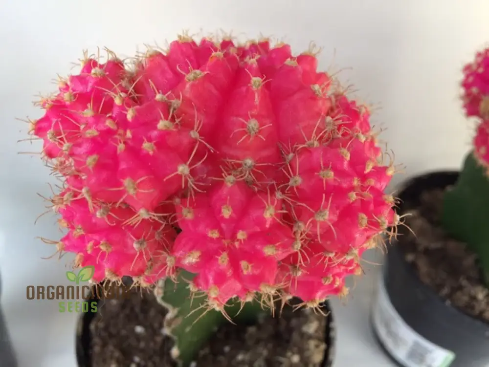 Moon Cactus Succulent Seeds for Planting, Premium Seeds for Unique Cacti Gardens - Image 4