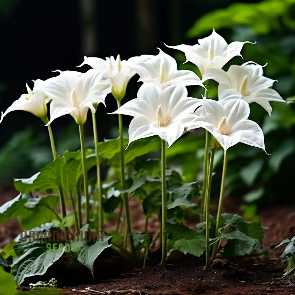 Moonflower Seeds for Planting – Night-Blooming Fragrant Flowers for Magical Garden Spaces, Trellises, Fences & Evening Landscapes