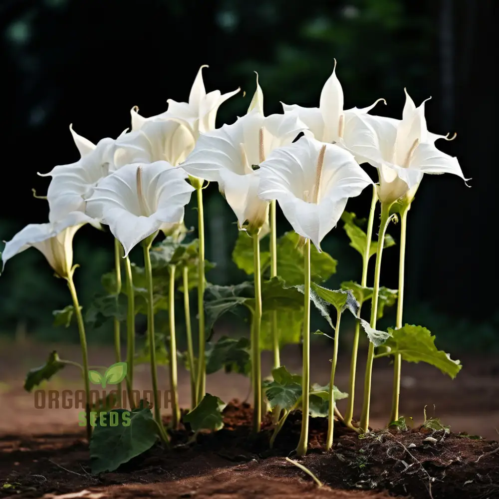 Moonflower Seeds for Planting – Night-Blooming Fragrant Flowers for Magical Garden Spaces, Trellises, Fences & Evening Landscapes - Image 4