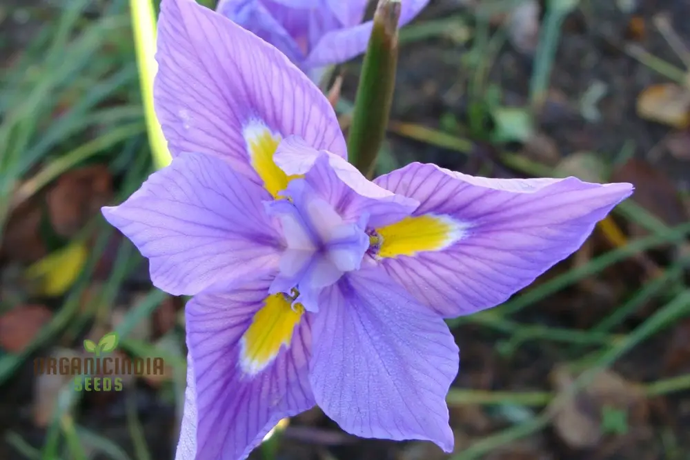 Moraea Polystachya Flower Seeds for Planting, Ideal for Gardening Enthusiasts, Premium Quality Seeds for Vibrant Blooms