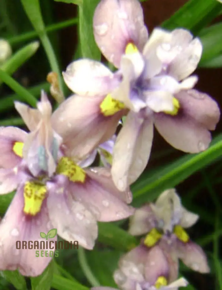 Moraea Vegeta Flower Seeds for Planting, Stunning Gardening Seeds for Growing Exotic Blooms