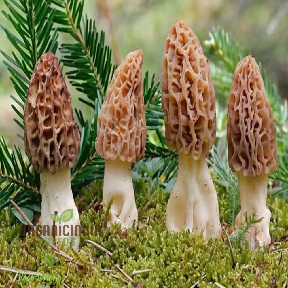 Morel Mushroom Culture Vegetable seeds, Morchella Esculenta Mycelium Cultivating Seeds
