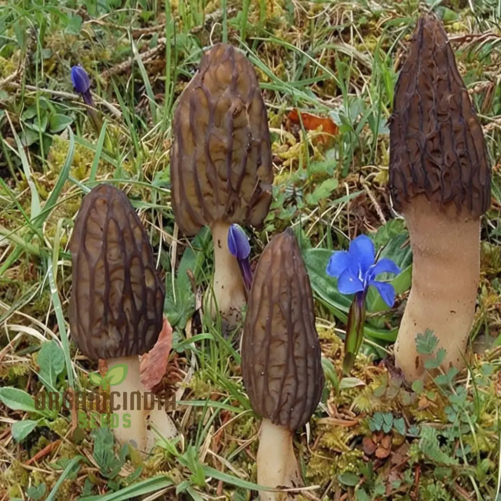 Morel Mushroom Culture Vegetable seeds, Morchella Esculenta Mycelium Cultivating Seeds - Image 3