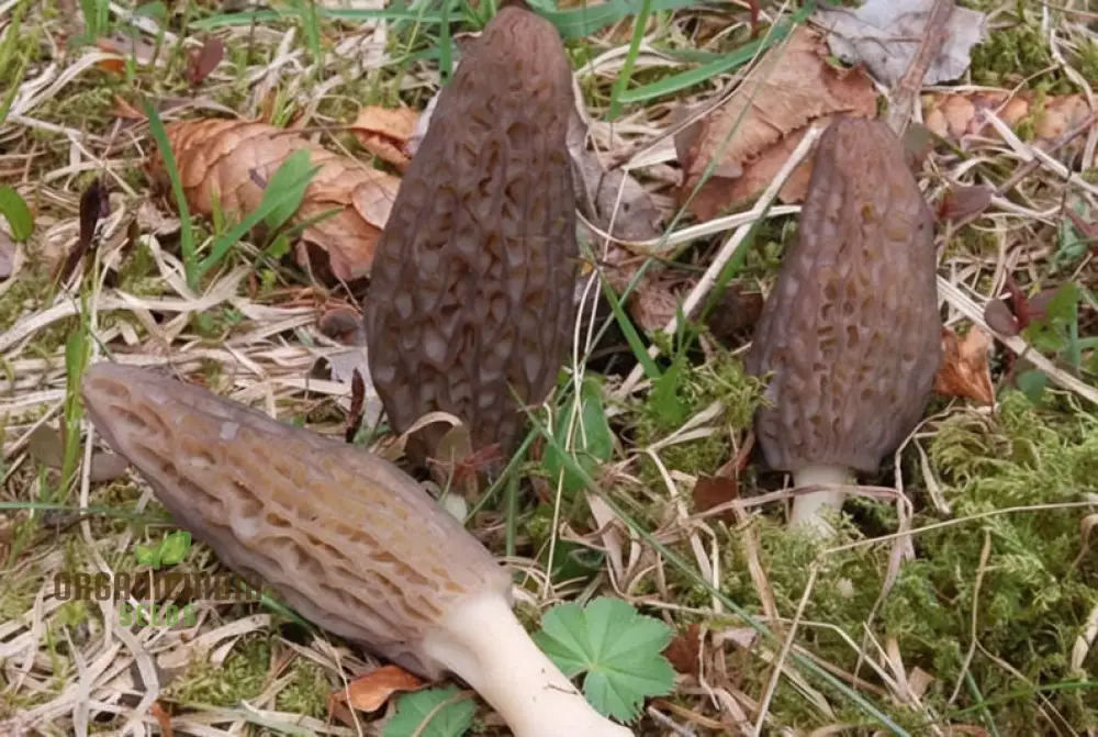 Morel Mushroom Culture Vegetable seeds, Morchella Esculenta Mycelium Cultivating Seeds - Image 4