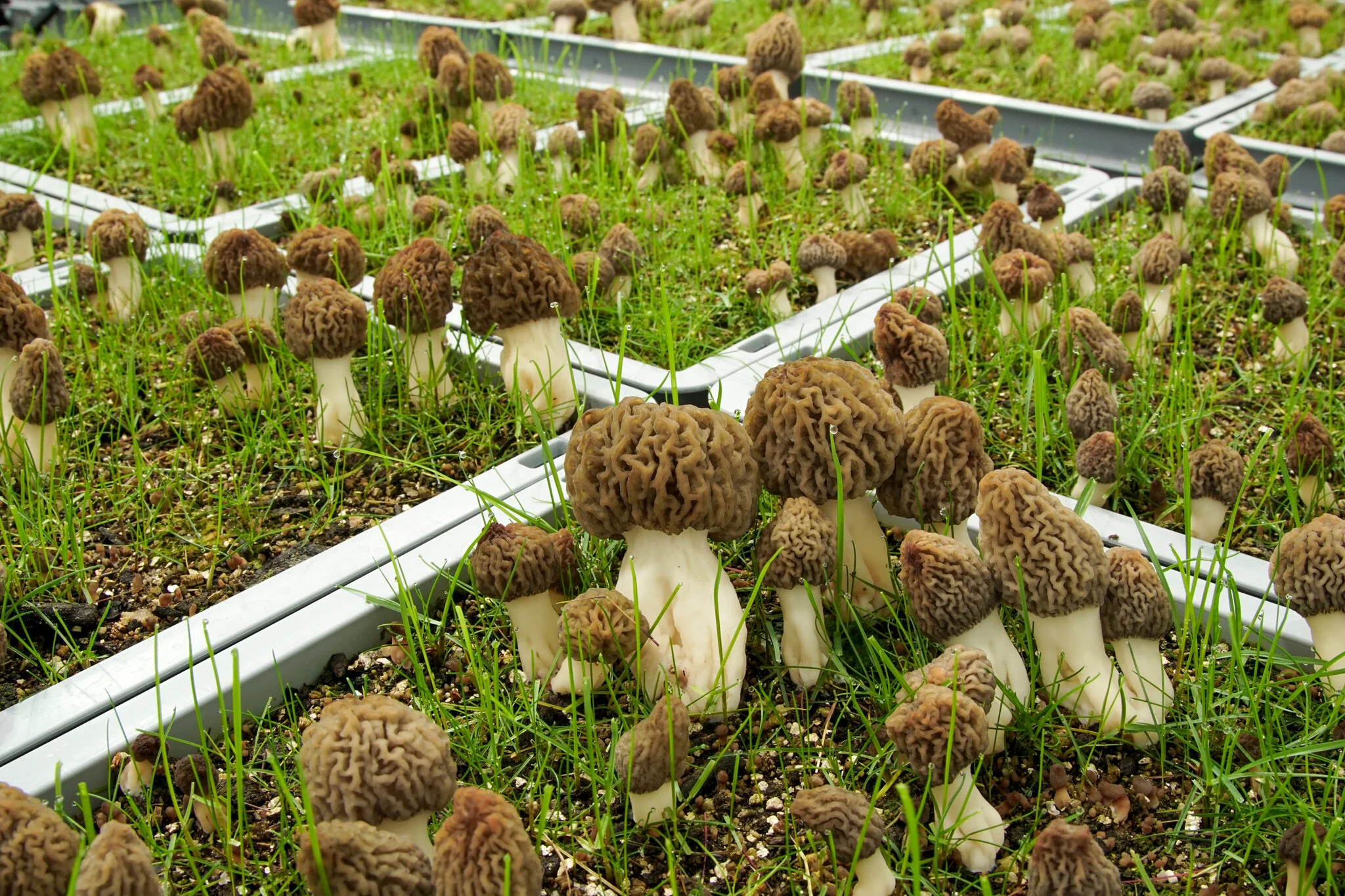Morel Mushroom Culture Vegetable seeds, Morchella Esculenta Mycelium Cultivating Seeds - Image 5