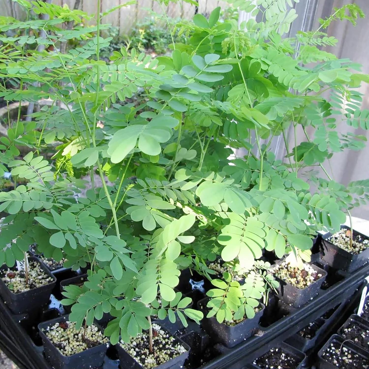 Moringa Plant Seeds (Moringa Oleifera) Fast Growing, Drought Resistant, Nutrient Rich with Health Benefits - Image 3