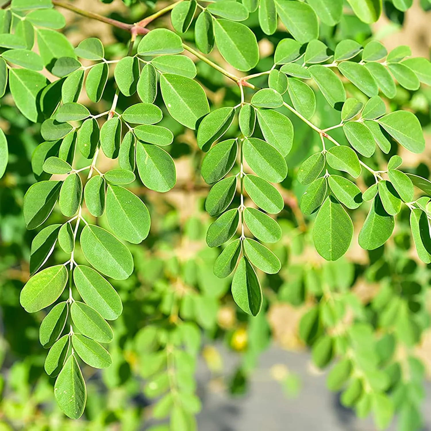 Moringa Plant Seeds (Moringa Oleifera) Fast Growing, Drought Resistant, Nutrient Rich with Health Benefits - Image 4