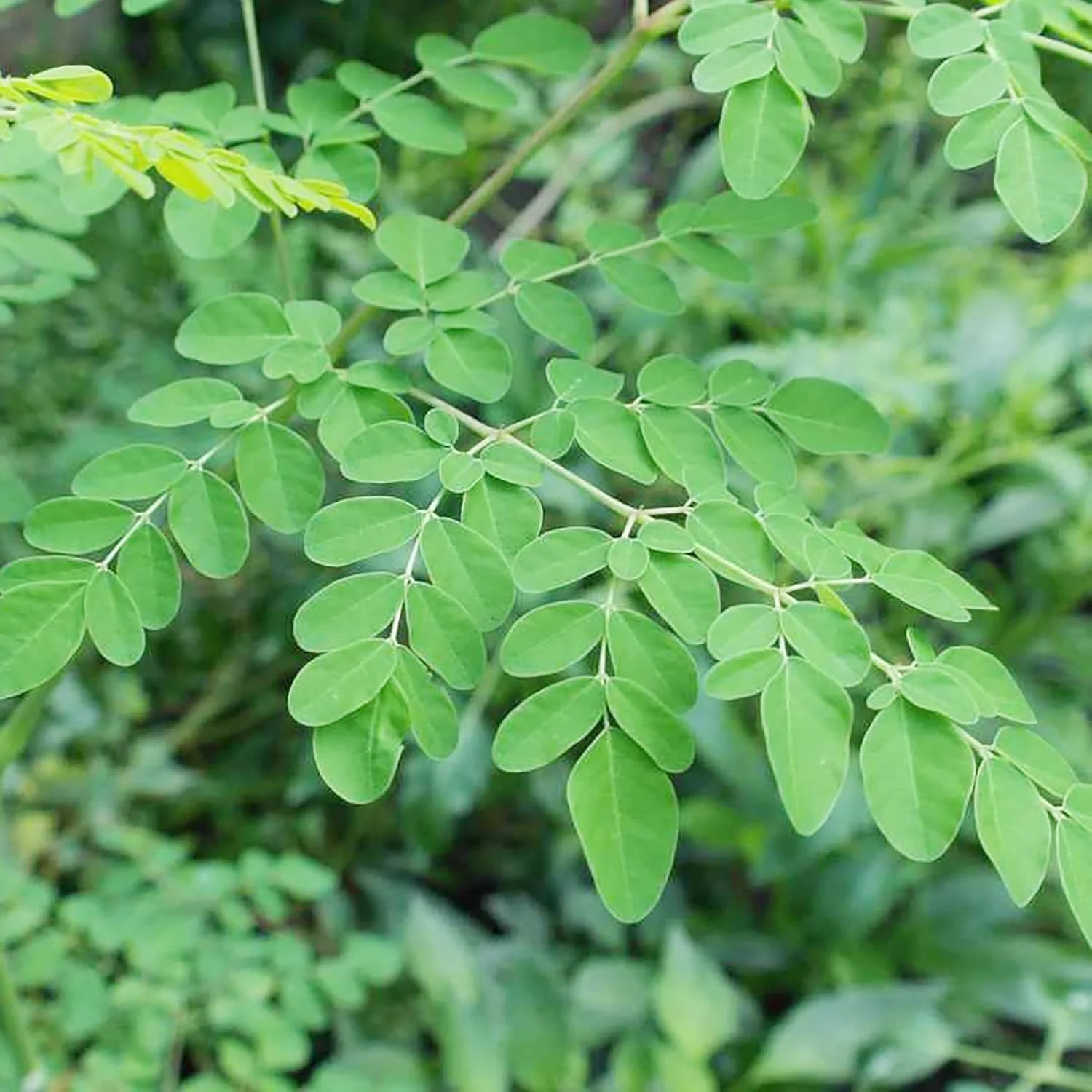 Moringa Plant Seeds (Moringa Oleifera) Fast Growing, Drought Resistant, Nutrient Rich with Health Benefits - Image 5