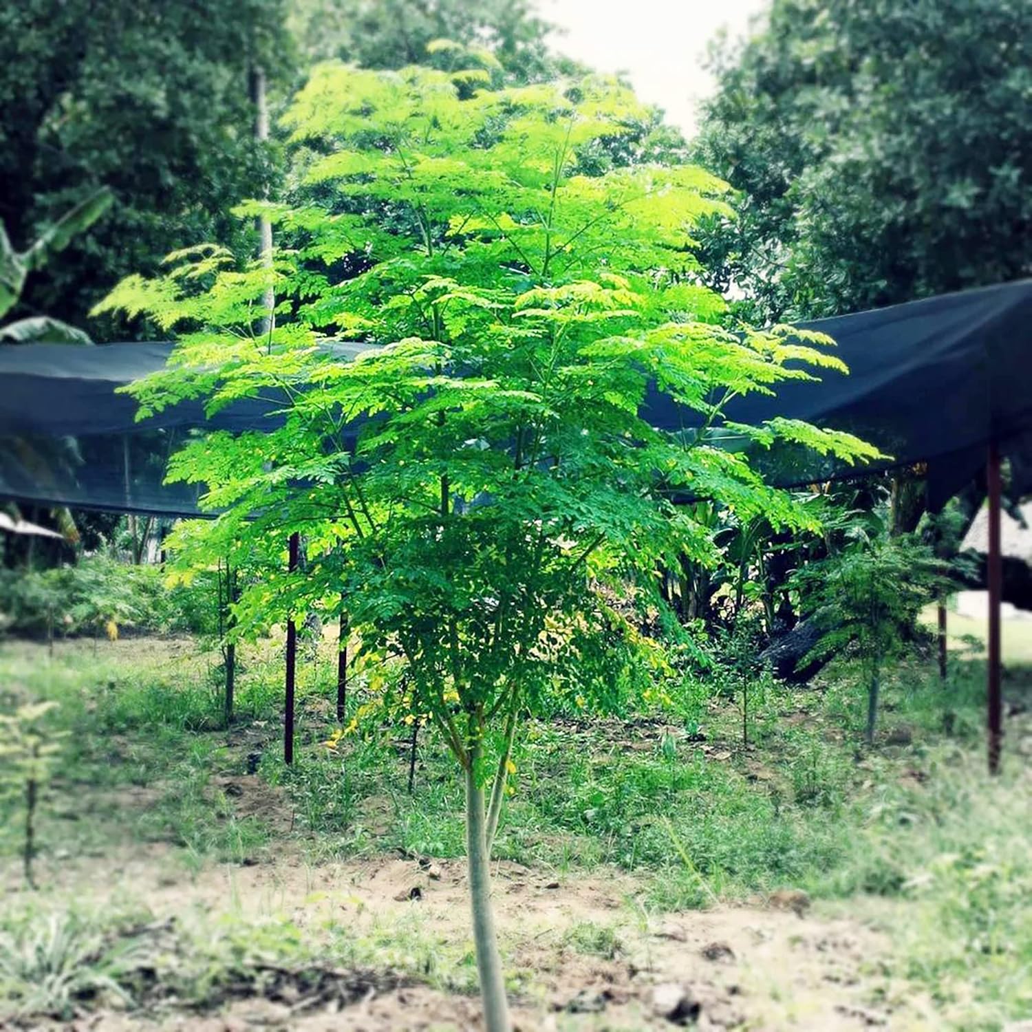 Moringa Plant Seeds (Moringa Oleifera) Fast Growing, Drought Resistant, Nutrient Rich with Health Benefits - Image 6