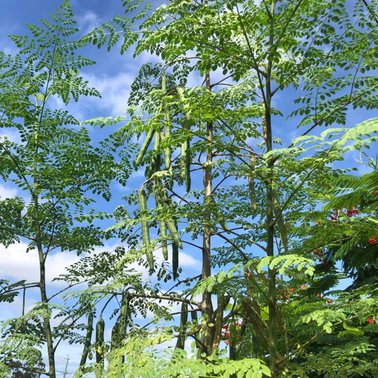 Moringa Seeds Organic PKM1 Variety Large Size Malunggay, Shobhanjana, Miracle Tree, Drumstick Tree Non-GMO (10 Pcs)