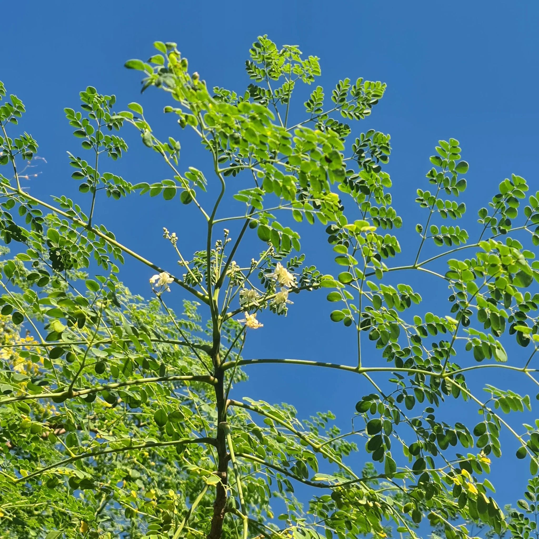 Moringa Seeds Organic PKM1 Variety Large Size Malunggay, Shobhanjana, Miracle Tree, Drumstick Tree Non-GMO (10 Pcs) - Image 3