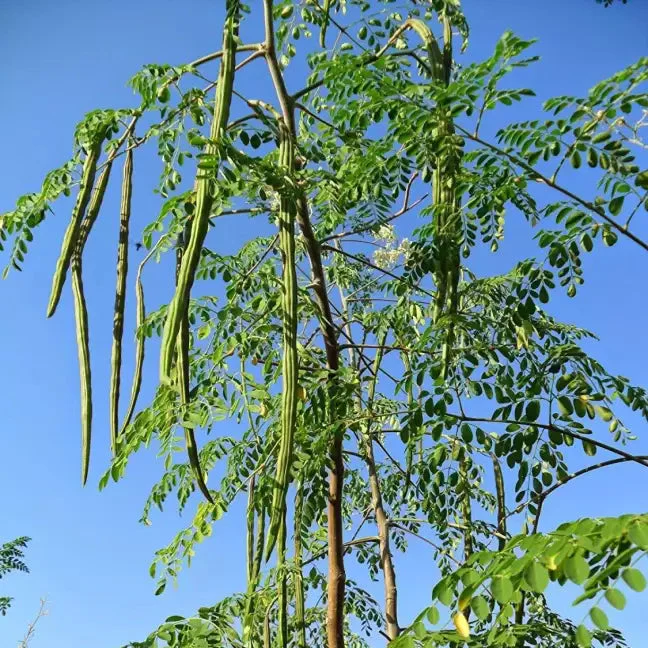 Moringa Seeds Organic PKM1 Variety Large Size Malunggay, Shobhanjana, Miracle Tree, Drumstick Tree Non-GMO (10 Pcs) - Image 4