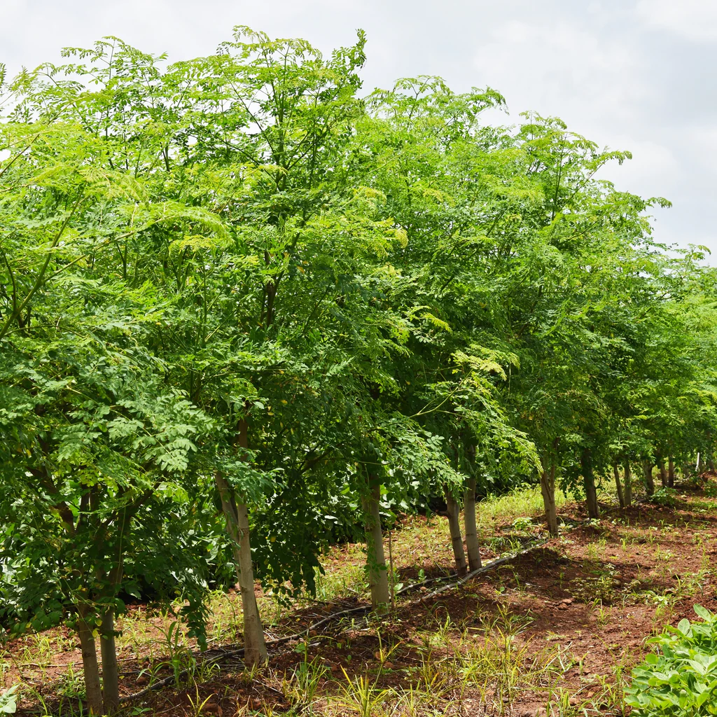 Moringa Seeds Organic PKM1 Variety Large Size Malunggay, Shobhanjana, Miracle Tree, Drumstick Tree Non-GMO (10 Pcs) - Image 5