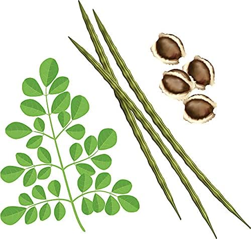 Moringa Seeds Organic PKM1 Variety Large Size Malunggay, Shobhanjana, Miracle Tree, Drumstick Tree Non-GMO (10 Pcs) - Image 6