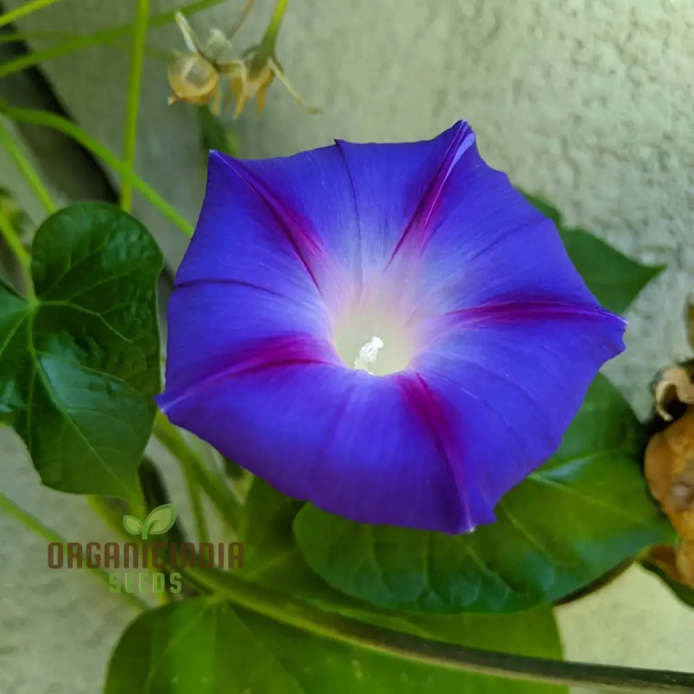 Morning Glory Heavenly Blue Seeds – Climbing Ornamental Vine