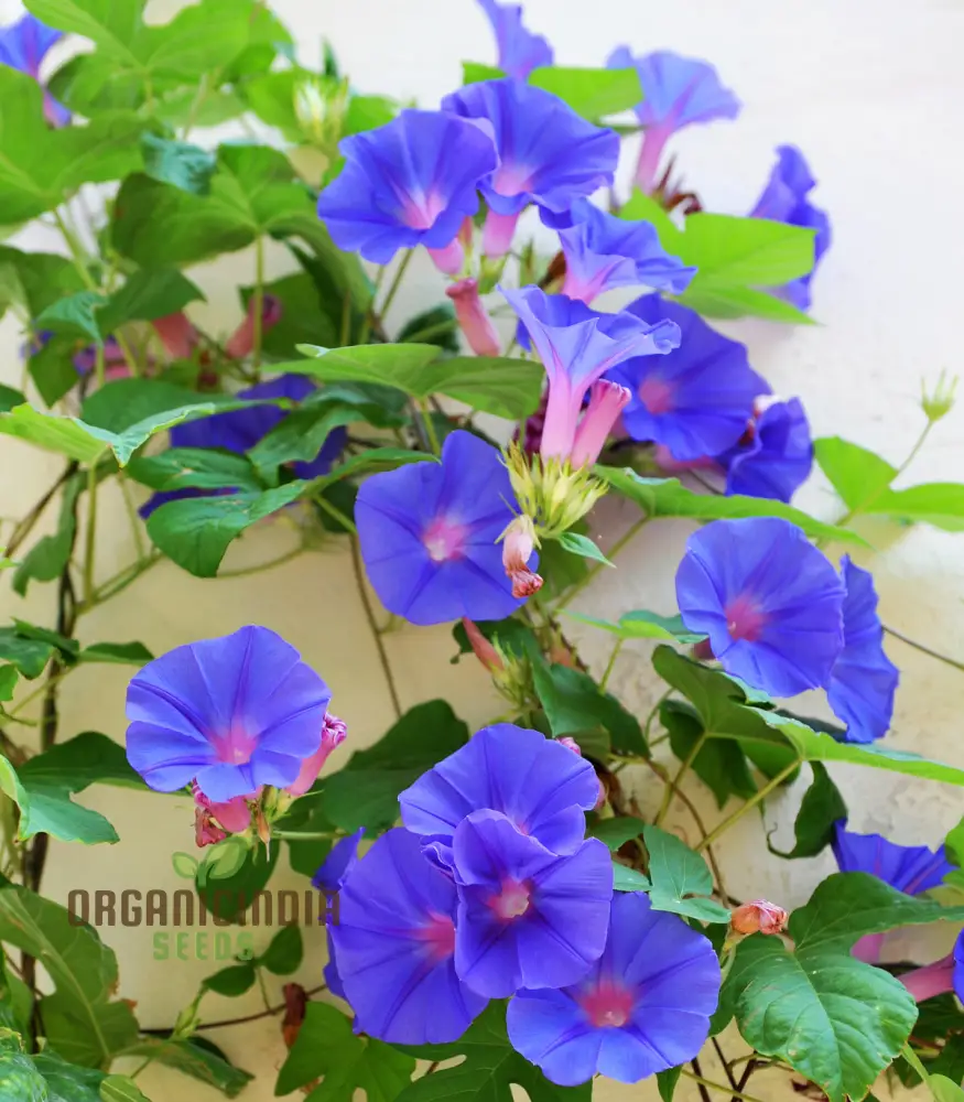 Morning Glory Heavenly Blue Seeds – Climbing Ornamental Vine - Image 3
