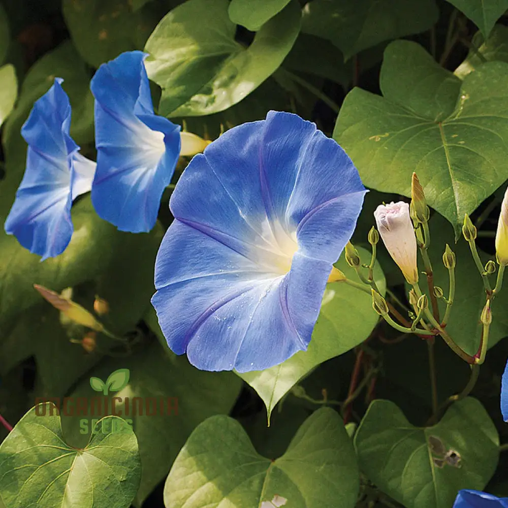 Morning Glory Heavenly Blue Seeds – Climbing Ornamental Vine - Image 4