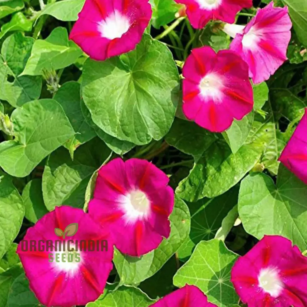 Morning Glory - Scarlet O'Hara Seeds for Planting and Gardening