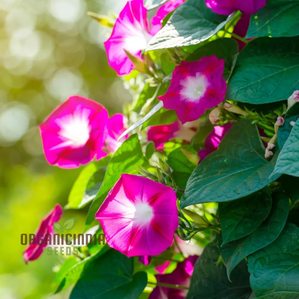 Morning Glory - Scarlet O'Hara Seeds for Planting and Gardening - Image 3