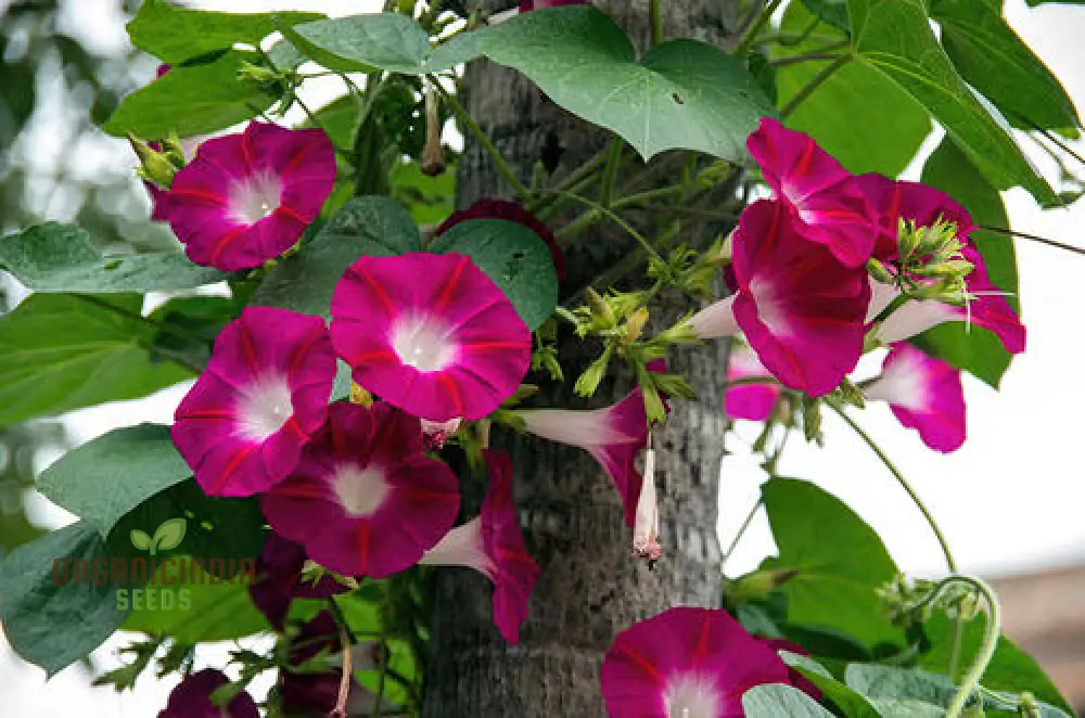 Morning Glory - Scarlet O'Hara Seeds for Planting and Gardening - Image 4
