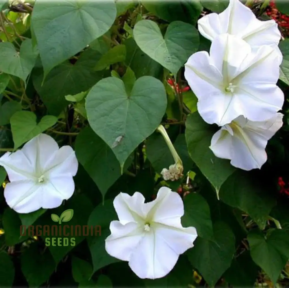 Morning Glory White Seeds for Your Garden - Buy Online Now - Image 3