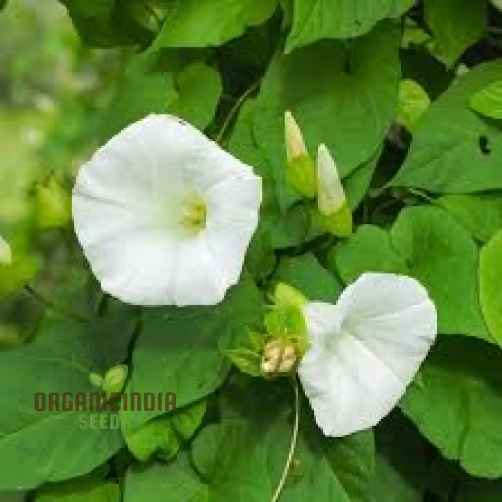 Morning Glory White Seeds for Your Garden - Buy Online Now - Image 4