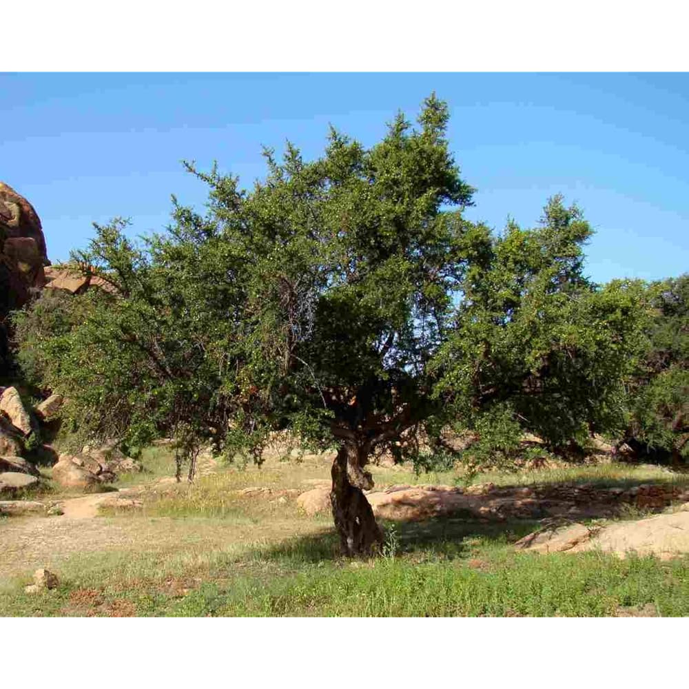 Moroccan Argan Tree seeds, Argan Tree seeds - Image 2
