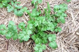 Moroccan Cilantro Seeds – Aromatic, Fast-Growing Heirloom Variety - Image 2