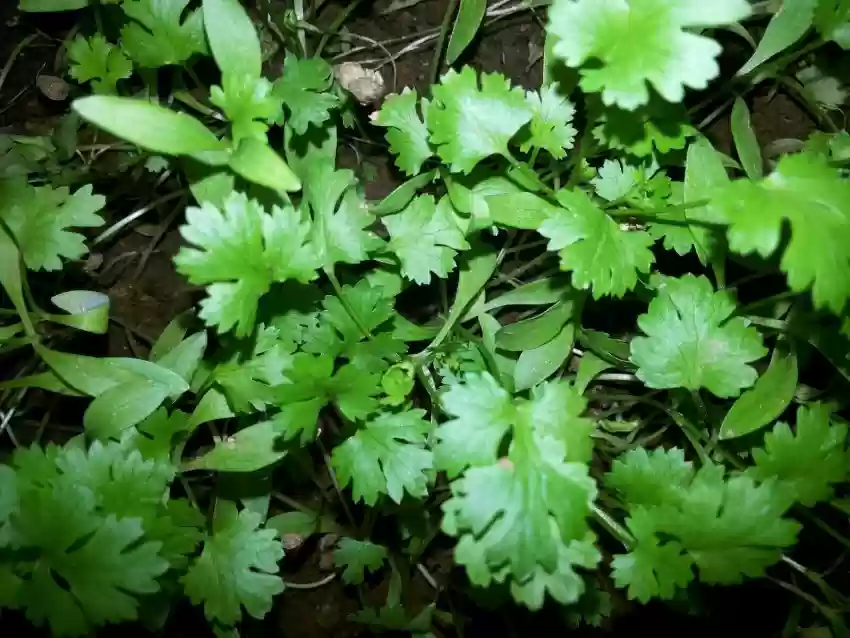 Moroccan Cilantro Seeds – Aromatic, Fast-Growing Heirloom Variety - Image 3