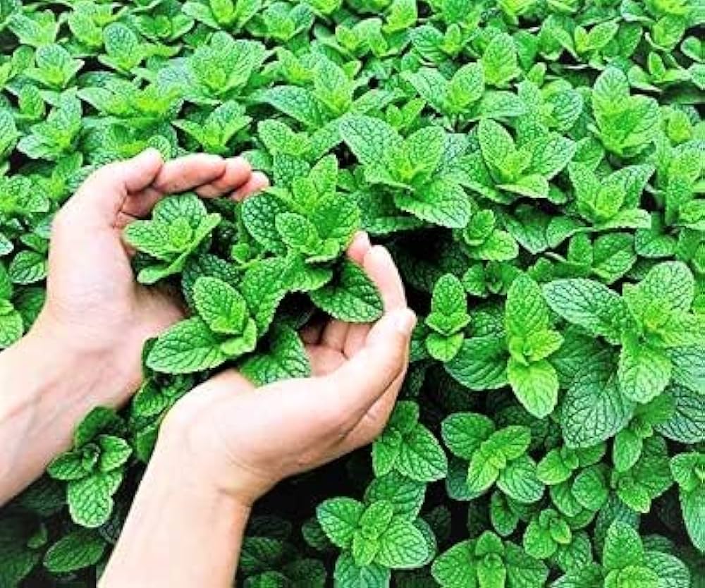 Moroccan Cilantro Seeds – Aromatic, Fast-Growing Heirloom Variety - Image 6