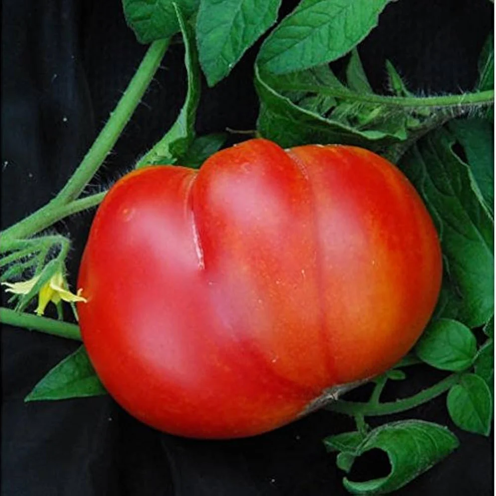 Mortgage Lifter Tomato Seeds – Heirloom, Large & Juicy Beefsteak Tomatoes - Image 2
