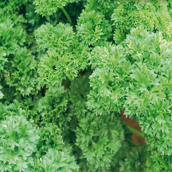 Moss Curled Parsley Seeds – Organic, Non-GMO Culinary Herb for Home & Garden