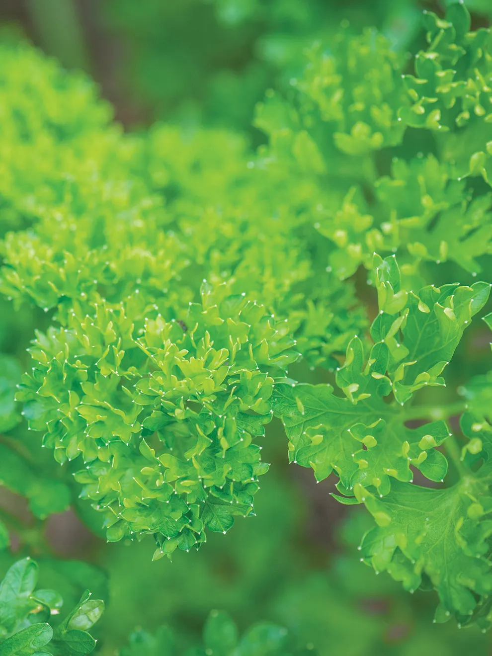 Moss Curled Parsley Seeds – Organic, Non-GMO Culinary Herb for Home & Garden - Image 3