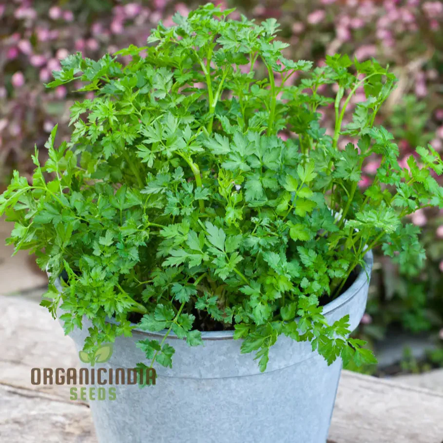 Moss Curled Parsley Vegetable Seeds, Heirloom Vegetable Seeds for Culinary Delights and Beautiful Gardens"